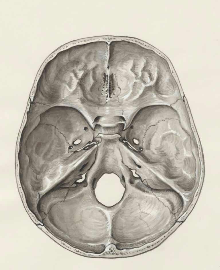 Illustrated cross-section of the human brain with the prefrontal cortex, amygdala, and hippocampus labeled, displayed beneath the blog title 'What Trauma Does to the Brain: And Why You're Not Broken – The Journey from Fragmentation to Wholeness